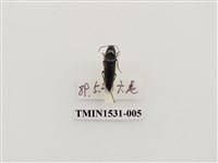 藏品(叩頭蟲科)的圖片